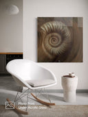 Ammonite. The Memory Spiral / ACRYLIC PHOTO PRINT