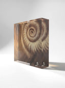 Ammonite. The Memory Spiral / Fragment #2 / ACRYLIC BLOCK
