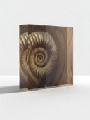 Ammonite. The Memory Spiral  / ACRYLIC BLOCK