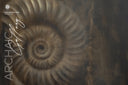 Ammonite. The Memory Spiral / The Original Artwork