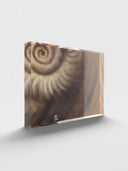 Ammonite. The Memory Spiral / Fragment #3 / ACRYLIC BLOCK