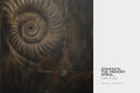 Ammonite. The Memory Spiral / The Original Artwork