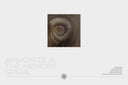 Ammonite. The Memory Spiral 80*80 / The Original Artwork