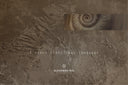 Ammonite. The Memory Spiral 80*80 / The Original Artwork