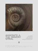 Ammonite. The Memory Spiral / GLOSSY CANVAS